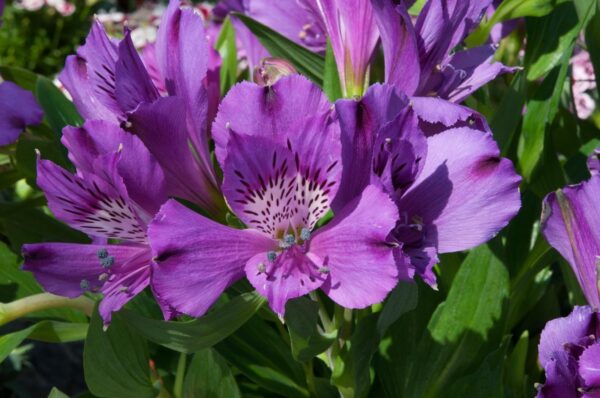 Alstroemeria Inticancha Indigo LARGE Size 50mm Plug Plants Pack x3