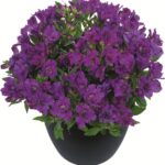 Alstroemeria Inticancha Indigo LARGE Size 50mm Plug Plants Pack x3