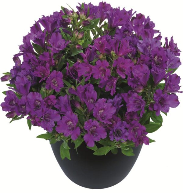 Alstroemeria Inticancha Indigo LARGE Size 50mm Plug Plants Pack x3