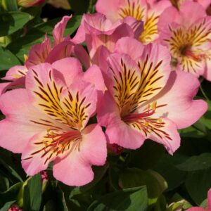 Alstroemeria Inticancha Sunshine LARGE Size 50mm Plug Plants Pack x3