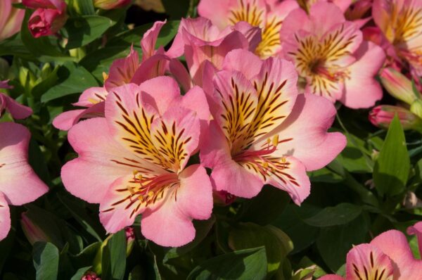 Alstroemeria Inticancha Sunshine LARGE Size 50mm Plug Plants Pack x3