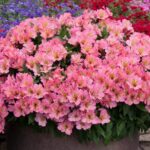 Alstroemeria Inticancha Sunshine LARGE Size 50mm Plug Plants Pack x3