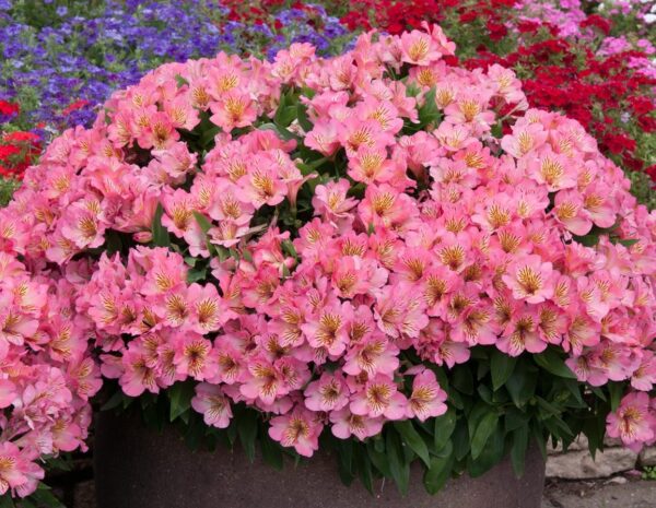 Alstroemeria Inticancha Sunshine LARGE Size 50mm Plug Plants Pack x3