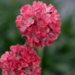 Armeria Dreameria® Pseudarmeria 'Dreamland' Perennial (LARGE) Plug Plants Pack x6