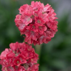 Armeria Dreameria® Pseudarmeria 'Dreamland' Perennial (LARGE) Plug Plants Pack x6