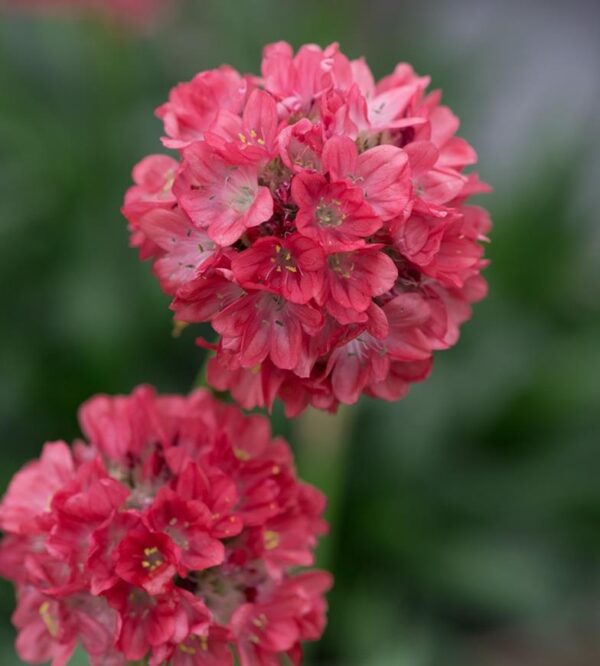 Armeria Dreameria® Pseudarmeria 'Dreamland' Perennial (LARGE) Plug Plants Pack x6