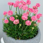 Armeria Dreameria® Pseudarmeria 'Dreamland' Perennial (LARGE) Plug Plants Pack x6