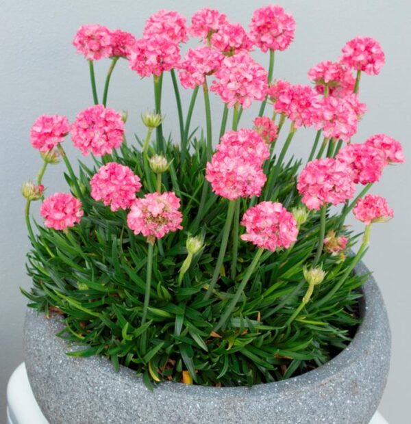 Armeria Dreameria® Pseudarmeria 'Dreamland' Perennial (LARGE) Plug Plants Pack x6