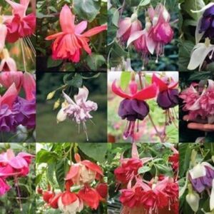 Fuchsia Upright Bush 'Mixed Varieties' Summer Garden Plug Plants Pack x12