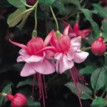 Fuchsia Upright Bush 'Mixed Varieties' Summer Garden Plug Plants Pack x12