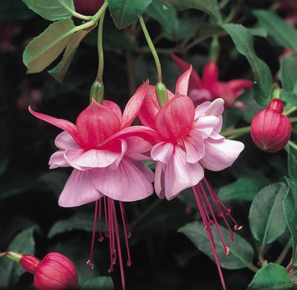 Fuchsia Upright Bush 'Mixed Varieties' Summer Garden Plug Plants Pack x12