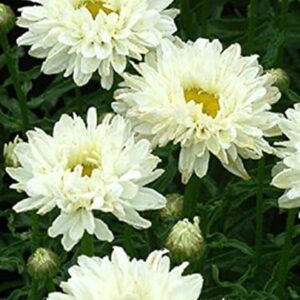 Shasta Daisy Leucanthemum x Superbum 'Victorian Secret' Perennial Plug Plants Pack x6