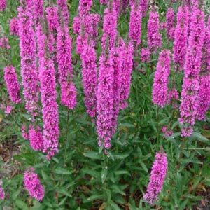 Lythrum Salicaria 'Little Robert' Perennial Plug Plants Pack x6