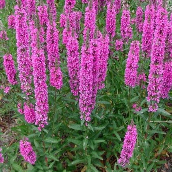 Lythrum Salicaria 'Little Robert' Perennial Plug Plants Pack x6