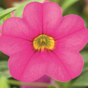 Calibrachoa Million Bells Trailing Mini Petunia 'Pink' Garden Plug Plants Pack x6