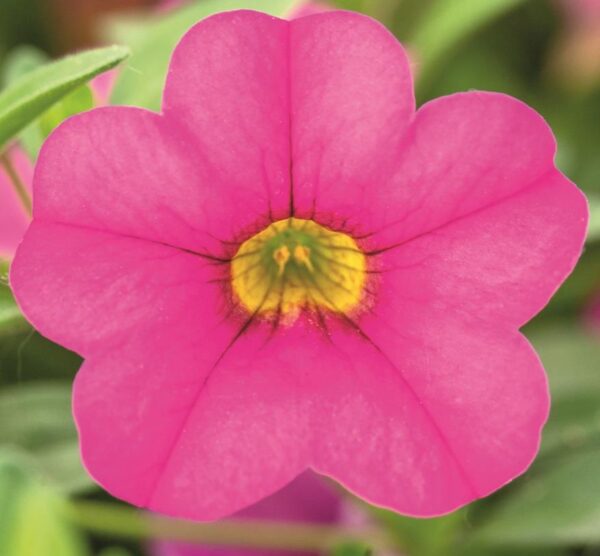 Calibrachoa Million Bells Trailing Mini Petunia 'Pink' Garden Plug Plants Pack x6