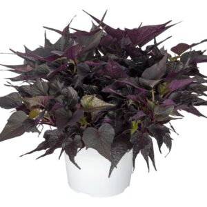 Ipomoea Batatas (Sweet Potato) Papas 'Black Maple' Plug Plants Pack x6