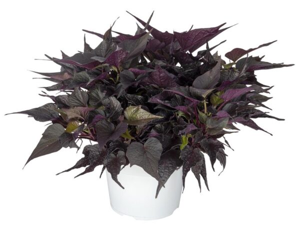 Ipomoea Batatas (Sweet Potato) Papas 'Black Maple' Plug Plants Pack x6