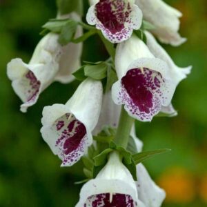 Foxglove 'Pam's Choice' Digitalis Plug Plants Bi-Annual Pack x6