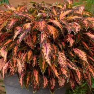 Coleus Premium 'Coral Candy' Plug Plants Pack x6