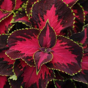 Coleus Chocolate Covered Cherry Plug Plants Pack x6