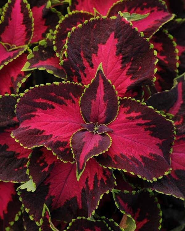 Coleus Chocolate Covered Cherry Plug Plants Pack x6
