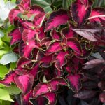 Coleus Chocolate Covered Cherry Plug Plants Pack x6