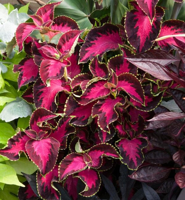 Coleus Chocolate Covered Cherry Plug Plants Pack x6