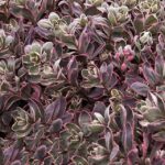 Sedum SunSparkler® Dream Dazzler LARGE Plug Plants Pack x6