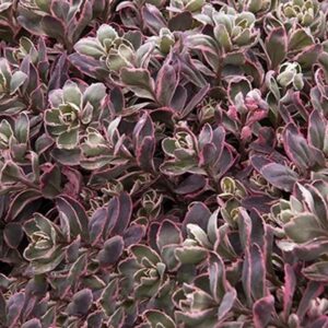 Sedum SunSparkler® Dream Dazzler LARGE Plug Plants Pack x6