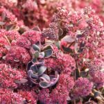 Sedum SunSparkler® Dream Dazzler LARGE Plug Plants Pack x6