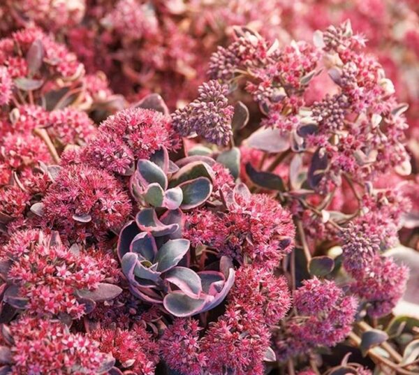 Sedum SunSparkler® Dream Dazzler LARGE Plug Plants Pack x6