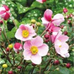 Anemone x Hybrida 'Satin Doll Blush' Pack x3 LARGE Plug Plants