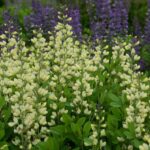 Baptisia Decadence® 'Vanilla Cream' 9cm Pot Perennial Pack x3