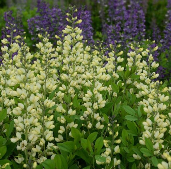 Baptisia Decadence® 'Vanilla Cream' 9cm Pot Perennial Pack x3