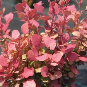 Berberis Thunbergii ‘VENICE' 9cm Pot Shrub Pack x1
