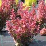 Berberis Thunbergii ‘VENICE' 9cm Pot Shrub Pack x1