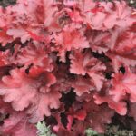 Heuchera x Hybrida 'Forever Red' Perennial Large Plug Plants Pack x6