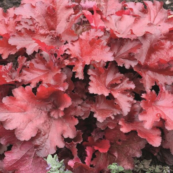 Heuchera x Hybrida 'Forever Red' Perennial Large Plug Plants Pack x6