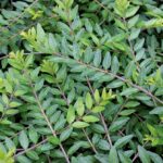 Lonicera Nitida Maigrun Green Perennial Garden Shrub Hedging Plug Plants Pack X6