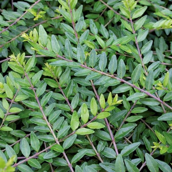 Lonicera Nitida Maigrun Green Perennial Garden Shrub Hedging Plug Plants Pack X6