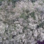 Gypsophila Paniculata Snowflake (Bristol Fairy) Perennial Plug Plants Pack X6