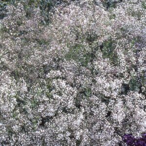 Gypsophila Paniculata Snowflake (Bristol Fairy) Perennial Plug Plants Pack X6