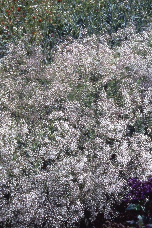 Gypsophila Paniculata Snowflake (Bristol Fairy) Perennial Plug Plants Pack X6