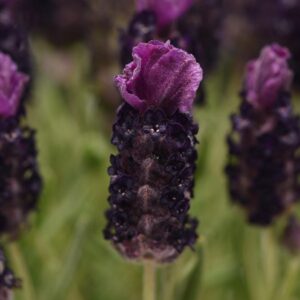 Lavender French Bandera 'Deep Purple' Perennial LARGE Plug Plants Pack x3