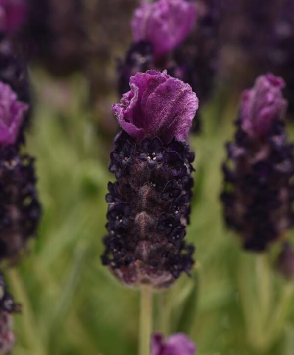 Lavender French Bandera 'Deep Purple' Perennial LARGE Plug Plants Pack x3
