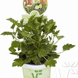 Geranium Scented Grandeur Odorata Lemon® Supersize XXL Plug Plants Pack x3