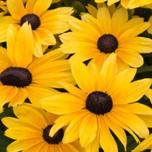 Rudbeckia 'Sunbeckia' Maya (LARGE) Plug Plants Pack x6