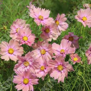 Cosmos 'Apricota' Pack Flower Seeds