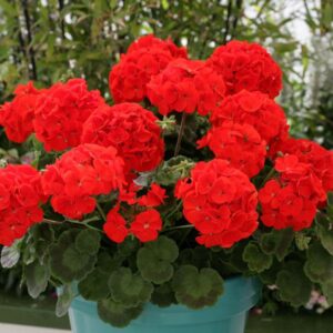 Geranium 'Landscaper Red' F1 Pack Seeds